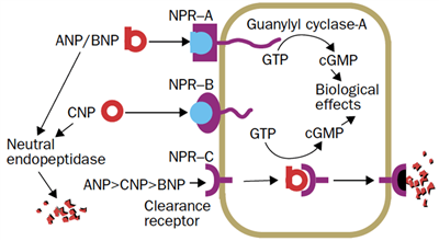 利钠肽的重要性